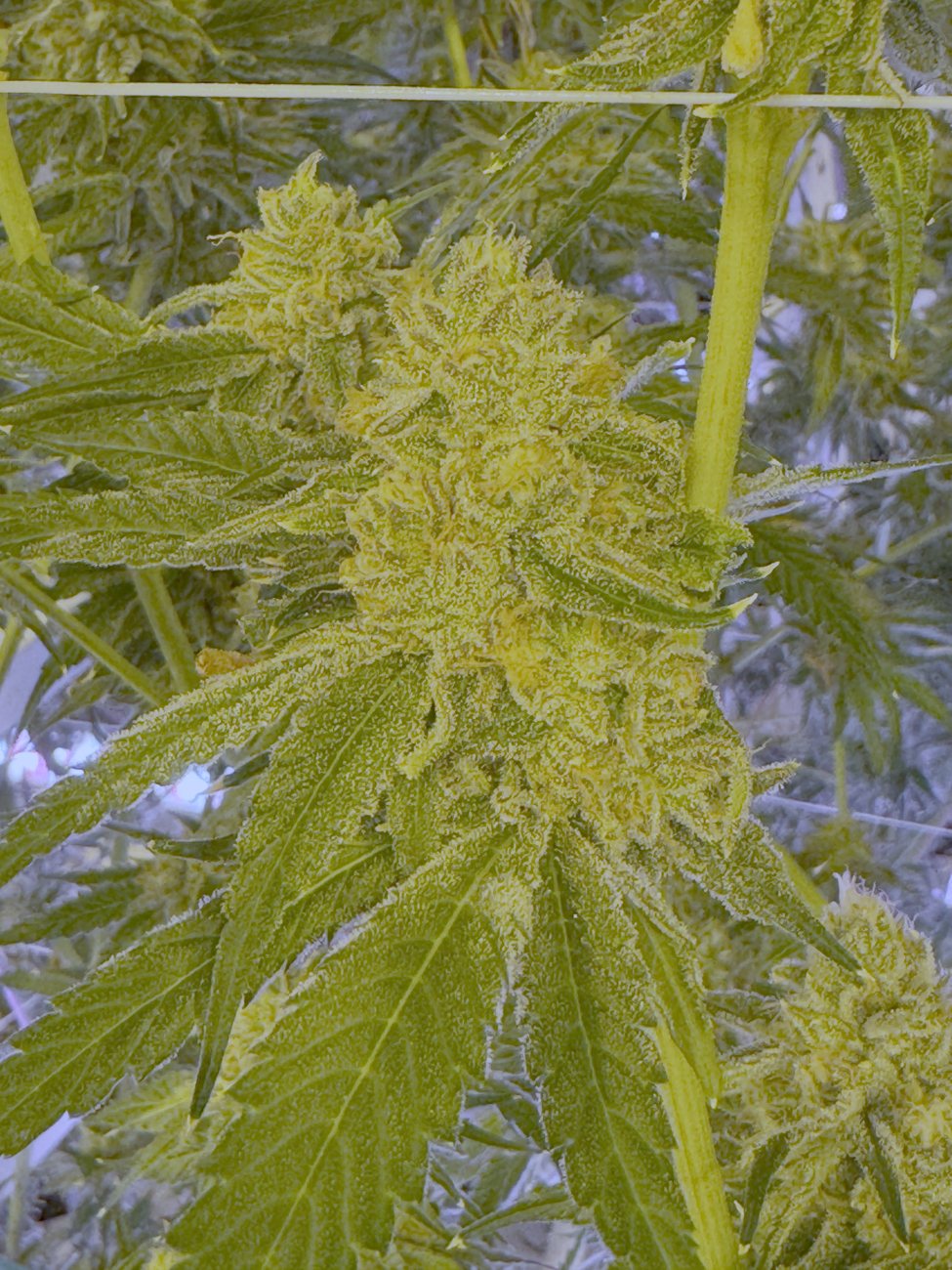 Frosty Railroad flower